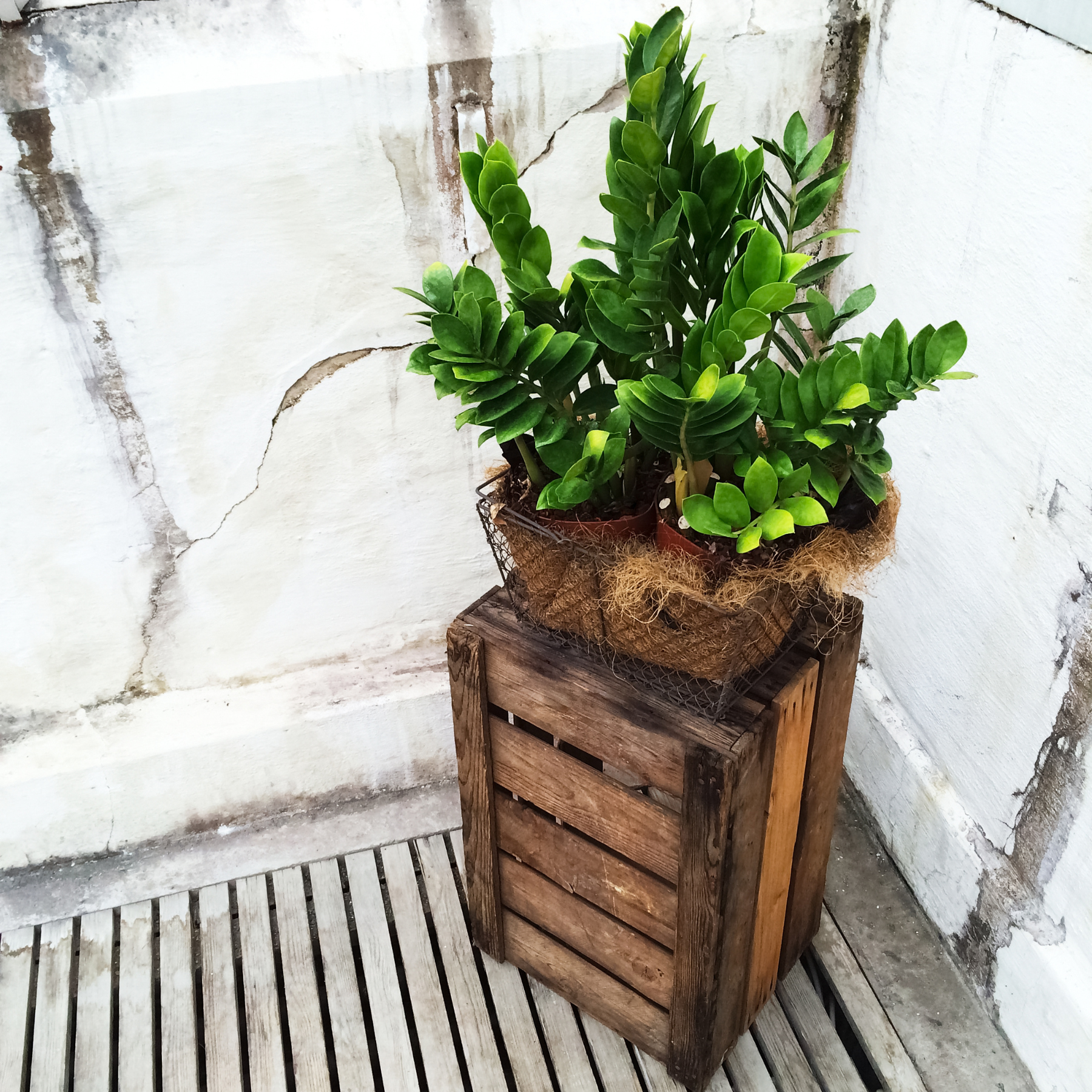 Greening the Farmhouse with Indoor Plants for Rustic Decor